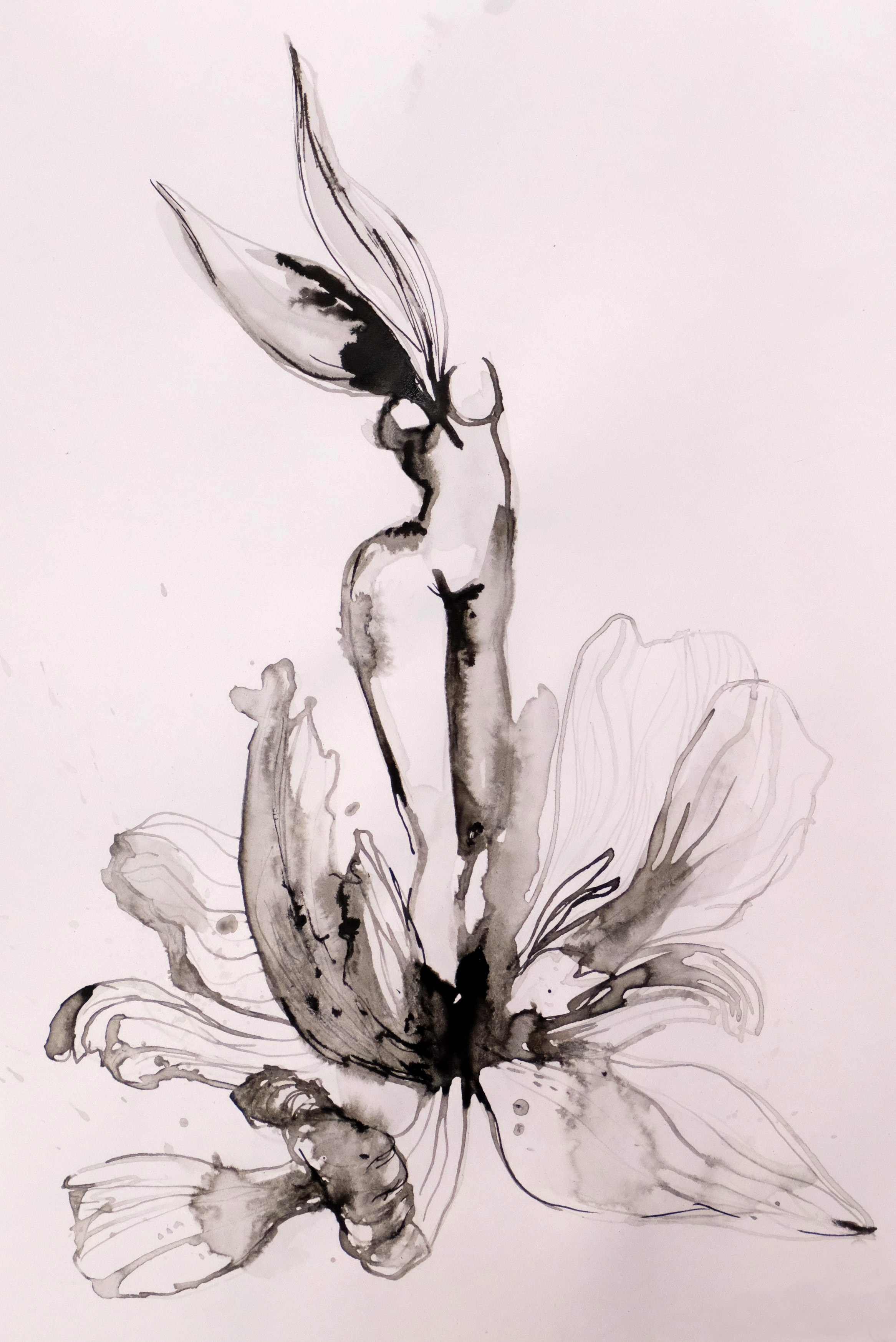 Skica - Cvjetna Venera, lavirani tuš